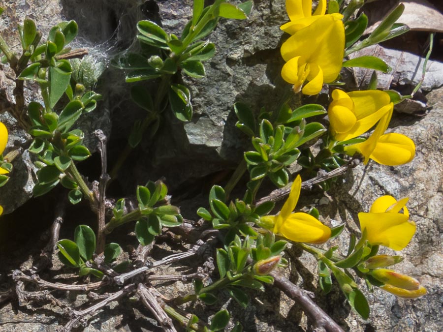 Fabacea in ofiolite - Genista pilosa